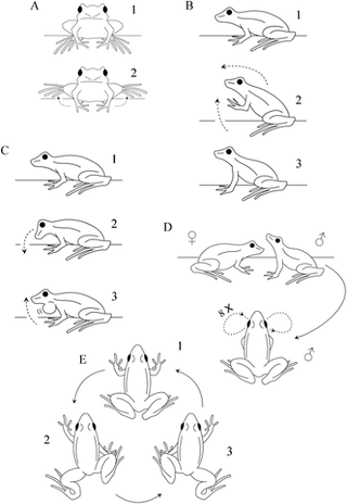 Illustration for article titled These Frogs Do Awkward Dance Numbers to Find a Mate